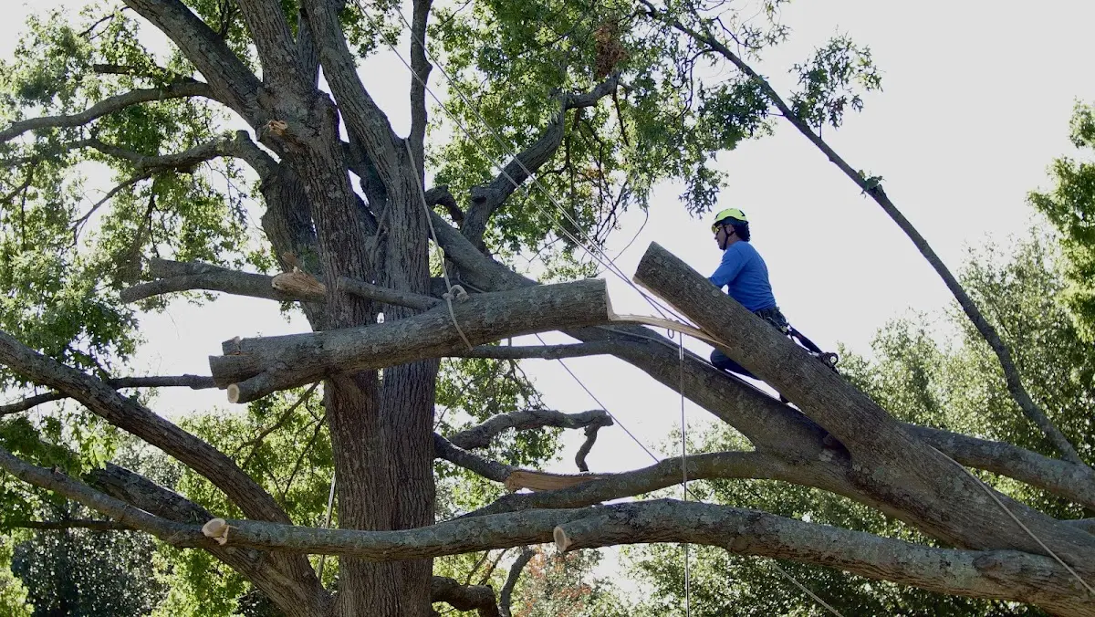Professional Crown Thinning performed by certified arborists in Silver Creek
