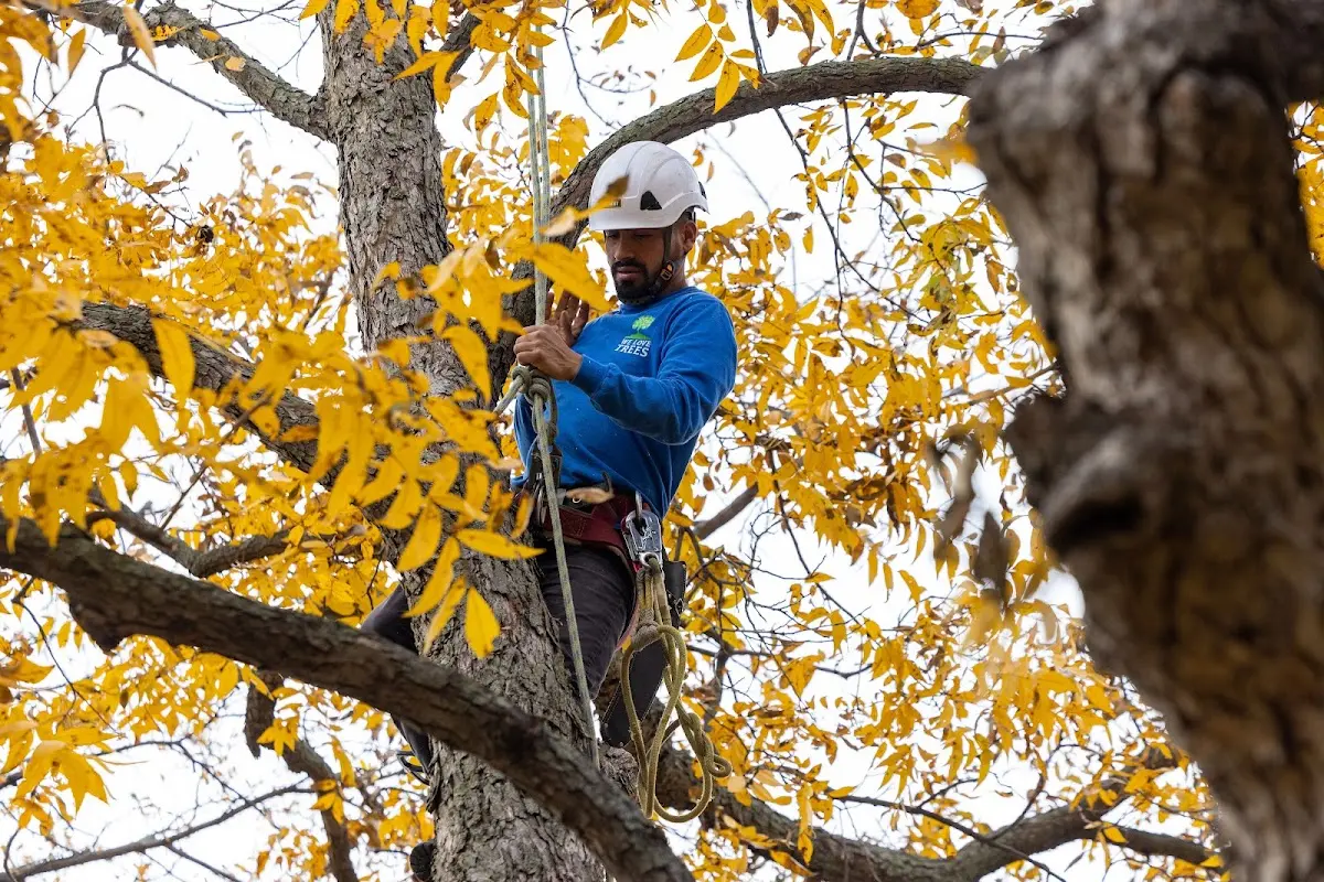 Skilled Tree Pruning crew working in Silver Creek